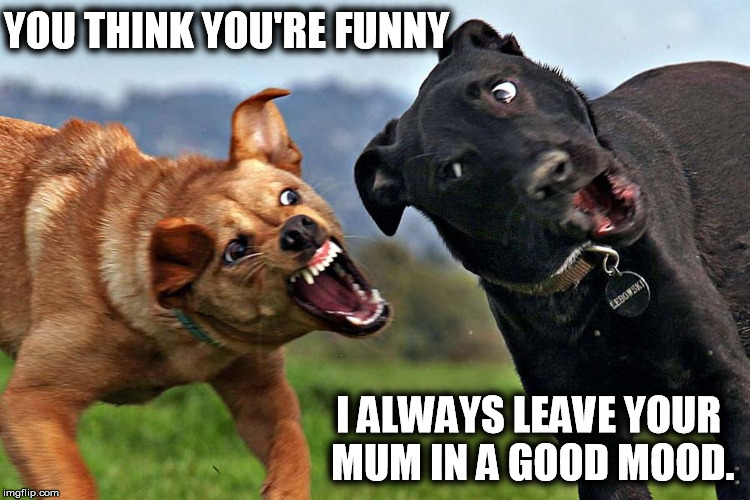 You think you're funny? | YOU THINK YOU'RE FUNNY I ALWAYS LEAVE YOUR MUM IN A GOOD MOOD. | image tagged in funny dog | made w/ Imgflip meme maker