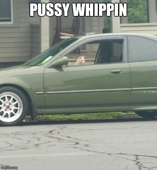 Pussy whippin | PUSSY WHIPPIN | image tagged in drive,honda,car,cat | made w/ Imgflip meme maker