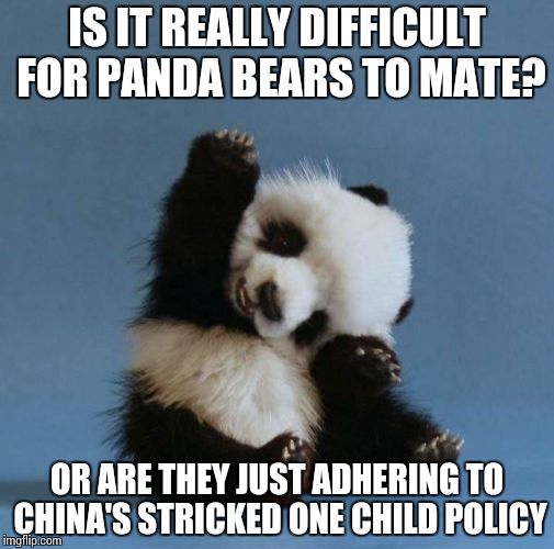 Panda | IS IT REALLY DIFFICULT FOR PANDA BEARS TO MATE? OR ARE THEY JUST ADHERING TO CHINA'S STRICKED ONE CHILD POLICY | image tagged in panda | made w/ Imgflip meme maker