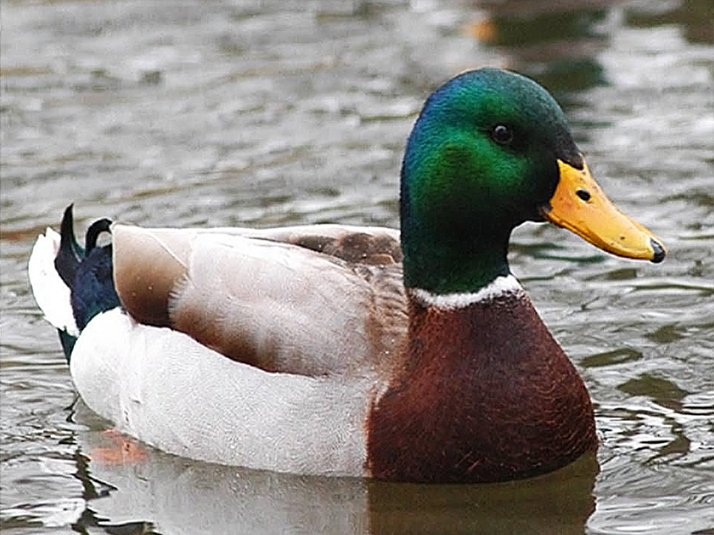 Mallard Duck Advice Blank Meme Template