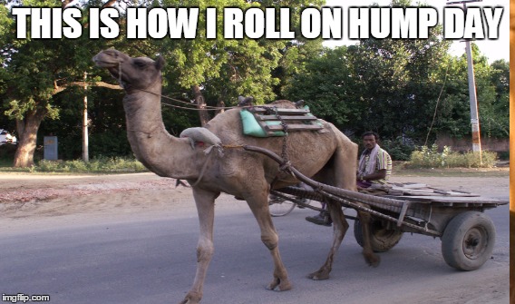Hump Day | THIS IS HOW I ROLL ON HUMP DAY | image tagged in hump day,camel,wagon | made w/ Imgflip meme maker
