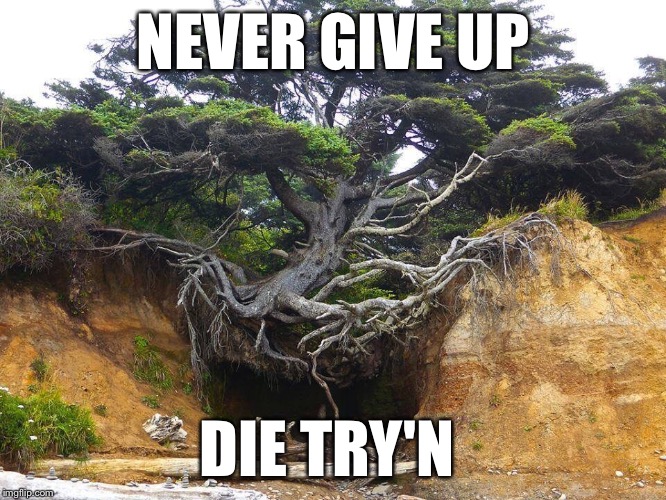 Never Give Up Meme