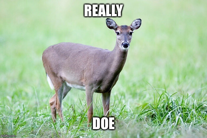 Really Doe | REALLY DOE | image tagged in memes,puns,deer,really,reaction,reactions | made w/ Imgflip meme maker