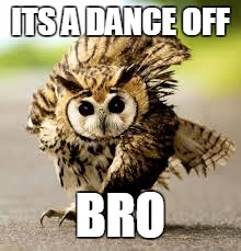 dance owl | ITS A DANCE OFF BRO | image tagged in dance owl | made w/ Imgflip meme maker