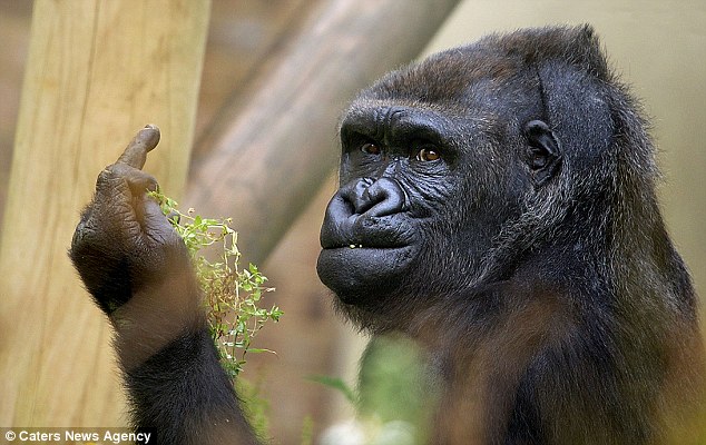 Middle Finger Gorilla Blank Meme Template