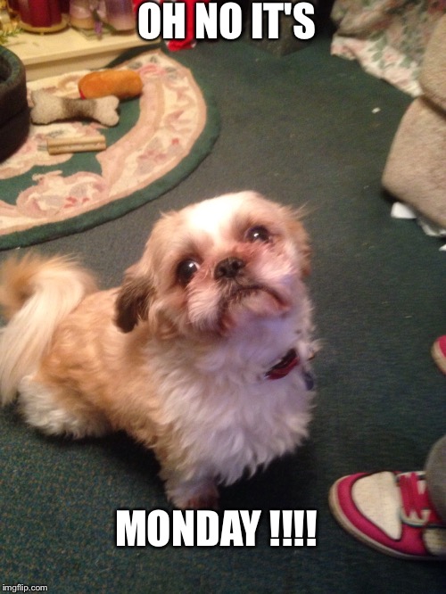 oh it's Monday  | OH NO IT'S MONDAY !!!! | image tagged in monday face | made w/ Imgflip meme maker