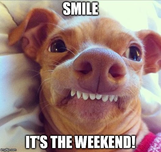 tuna dog | SMILE IT'S THE WEEKEND! | image tagged in tuna dog | made w/ Imgflip meme maker