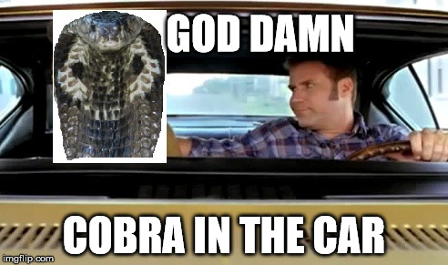 God Damn Cobra in the Car | GO***AMN COBRA IN THE CAR | image tagged in austin,texas,cobra,on the loose | made w/ Imgflip meme maker