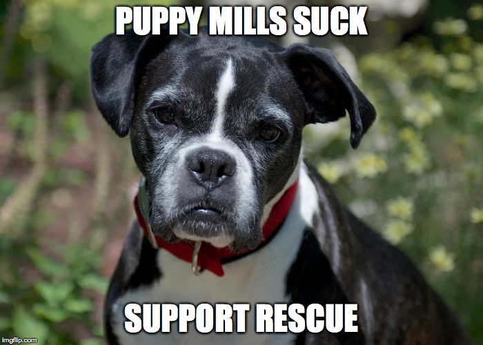 PUPPY MILLS SUCK SUPPORT RESCUE | image tagged in beans | made w/ Imgflip meme maker