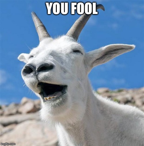 Laughing Goat | YOU FOOL | image tagged in memes,laughing goat | made w/ Imgflip meme maker