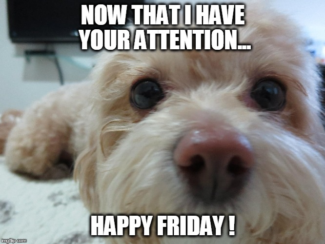 NOW THAT I HAVE YOUR ATTENTION... HAPPY FRIDAY ! | made w/ Imgflip meme maker