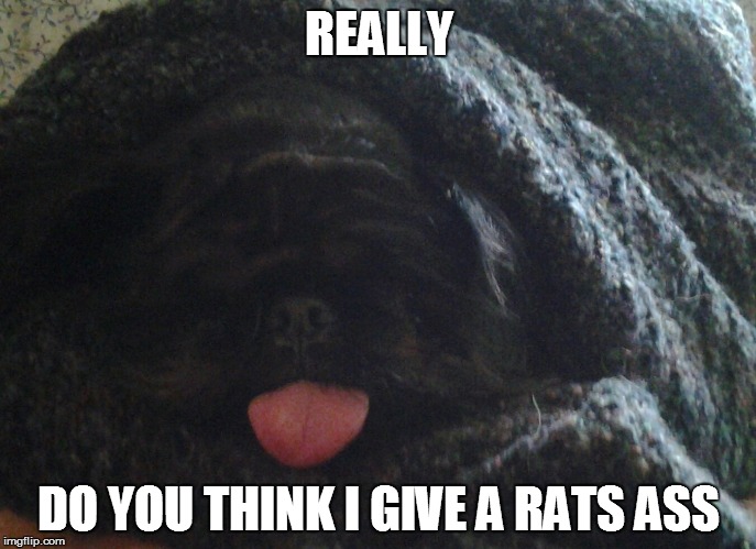 REALLY DO YOU THINK I GIVE A RATS ASS | image tagged in bam | made w/ Imgflip meme maker