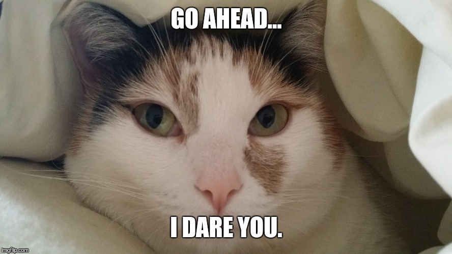I Dare You | GO AHEAD... I DARE YOU. | image tagged in cat | made w/ Imgflip meme maker
