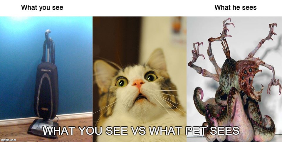 What You See vs What Pet Sees | WHAT YOU SEE VS WHAT PET SEES | image tagged in khataroo | made w/ Imgflip meme maker