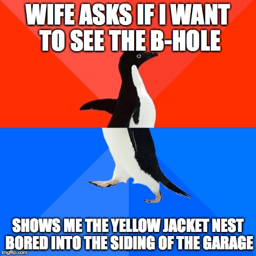 Socially Awesome Awkward Penguin | WIFE ASKS IF I WANT TO SEE THE B-HOLE SHOWS ME THE YELLOW JACKET NEST BORED INTO THE SIDING OF THE GARAGE | image tagged in memes,socially awesome awkward penguin,AdviceAnimals | made w/ Imgflip meme maker