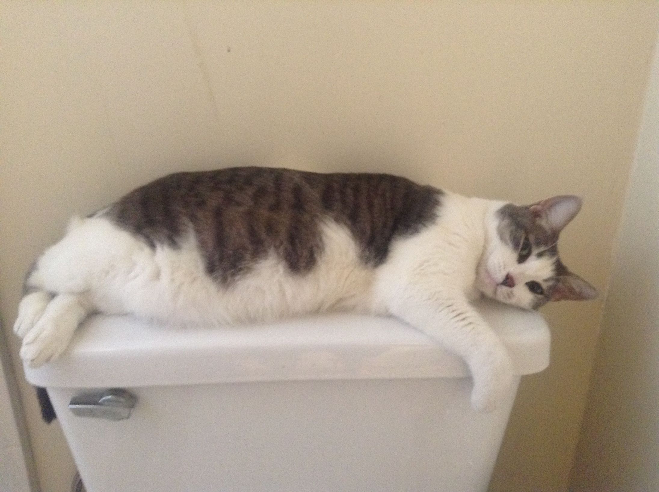 Toilet Cat Blank Meme Template