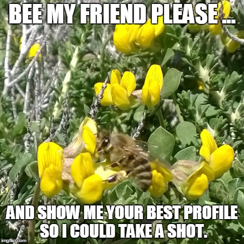 BEE MY FRIEND PLEASE ... AND SHOW ME YOUR BEST PROFILE SO I COULD TAKE A SHOT. | made w/ Imgflip meme maker