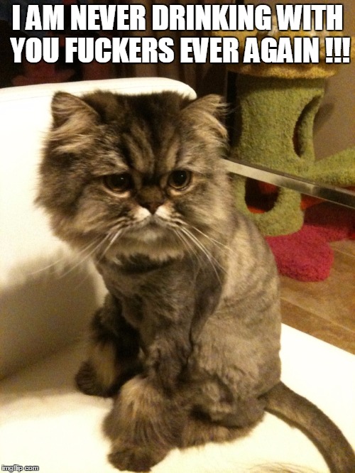 Never drinking with you fuckers again | I AM NEVER DRINKING WITH YOU F**KERS EVER AGAIN !!! | image tagged in cat hair cut,drinking | made w/ Imgflip meme maker