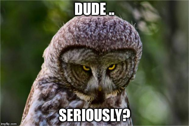 Seriously Owl | DUDE .. SERIOUSLY? | image tagged in seriously owl | made w/ Imgflip meme maker