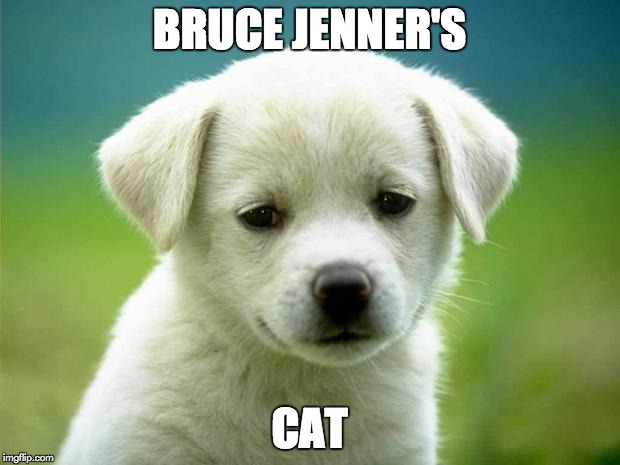 Puppy | BRUCE JENNER'S CAT | image tagged in puppy | made w/ Imgflip meme maker