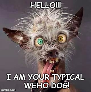 crazy chiwawa | HELLO!!! I AM YOUR TYPICAL WEHO DOG! | image tagged in crazy chiwawa | made w/ Imgflip meme maker
