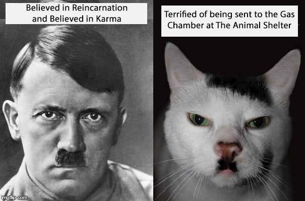 Hitler The Cat | image tagged in hitler,adolf hitler,cat,hitler cat,reincarnated,karma | made w/ Imgflip meme maker