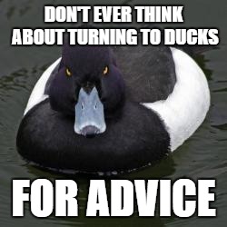 Angry Advice Mallard | DON'T EVER THINK ABOUT TURNING TO DUCKS FOR ADVICE | image tagged in angry advice mallard,memes | made w/ Imgflip meme maker