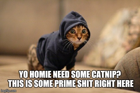 Hoody Cat Meme | YO HOMIE NEED SOME CATNIP? THIS IS SOME PRIME SHIT RIGHT HERE | image tagged in memes,hoody cat | made w/ Imgflip meme maker