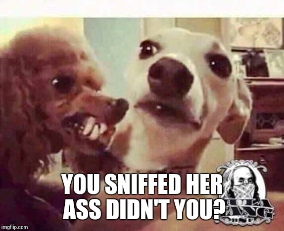 Dogs | YOU SNIFFED HER ASS DIDN'T YOU? | image tagged in dogs | made w/ Imgflip meme maker