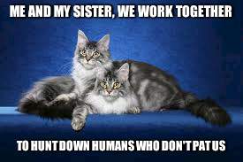 Kittens! | ME AND MY SISTER, WE WORK TOGETHER TO HUNT DOWN HUMANS WHO DON'T PAT US | image tagged in kitty,cat,cute cats | made w/ Imgflip meme maker