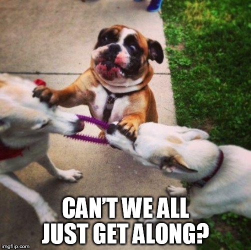 Can't we just get along | CAN’T WE ALL JUST GET ALONG? | image tagged in can't we get along,dogs | made w/ Imgflip meme maker