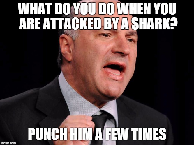 Shark attack | WHAT DO YOU DO WHEN YOU ARE ATTACKED BY A SHARK? PUNCH HIM A FEW TIMES | image tagged in shark attack | made w/ Imgflip meme maker