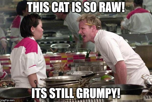 Gordon Ramsey | THIS CAT IS SO RAW! ITS STILL GRUMPY! | image tagged in gordon ramsey | made w/ Imgflip meme maker