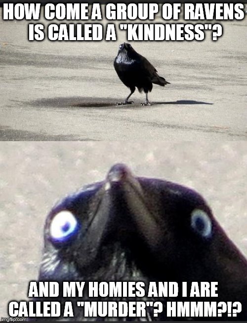 insanity crow | HOW COME A GROUP OF RAVENS IS CALLED A "KINDNESS"? AND MY HOMIES AND I ARE CALLED A "MURDER"? HMMM?!? | image tagged in insanity crow | made w/ Imgflip meme maker
