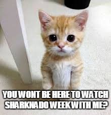 Sad Kitten | YOU WONT BE HERE TO WATCH SHARKNADO WEEK WITH ME? | image tagged in sad kitten | made w/ Imgflip meme maker