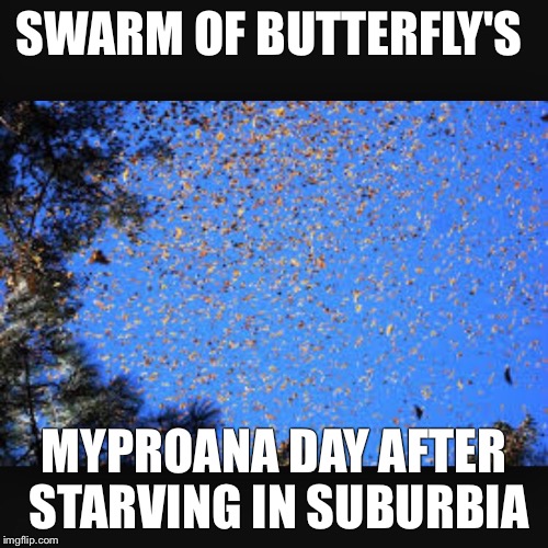 SWARM OF BUTTERFLY'S MYPROANA DAY AFTER STARVING IN SUBURBIA | made w/ Imgflip meme maker