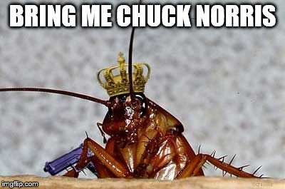 Cockroach King | BRING ME CHUCK NORRIS | image tagged in cockroach king | made w/ Imgflip meme maker
