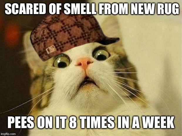 Scared Cat Meme | SCARED OF SMELL FROM NEW RUG PEES ON IT 8 TIMES IN A WEEK | image tagged in memes,scared cat,scumbag,AdviceAnimals | made w/ Imgflip meme maker
