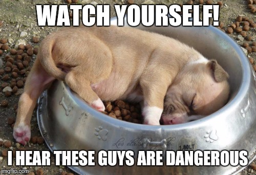 WATCH YOURSELF! I HEAR THESE GUYS ARE DANGEROUS | image tagged in dogs | made w/ Imgflip meme maker