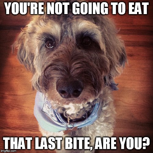 YOU'RE NOT GOING TO EAT THAT LAST BITE, ARE YOU? | image tagged in guilty pitiful face,dogs | made w/ Imgflip meme maker