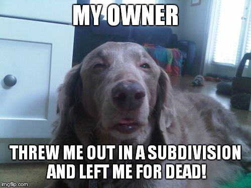 High Dog | MY OWNER THREW ME OUT IN A SUBDIVISION AND LEFT ME FOR DEAD! | image tagged in memes,high dog | made w/ Imgflip meme maker