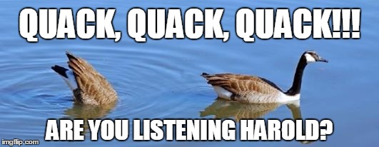 QUACK, QUACK, QUACK!!! ARE YOU LISTENING HAROLD? | image tagged in dont talk back | made w/ Imgflip meme maker