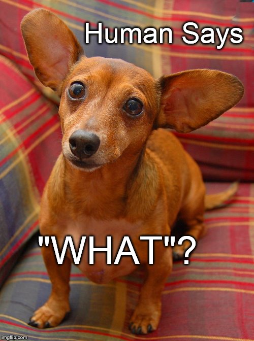 Human Says "WHAT"? | Human Says "WHAT"? | image tagged in human says | made w/ Imgflip meme maker
