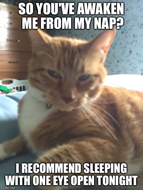 SO YOU'VE AWAKEN ME FROM MY NAP? I RECOMMEND SLEEPING WITH ONE EYE OPEN TONIGHT | image tagged in serious cat | made w/ Imgflip meme maker