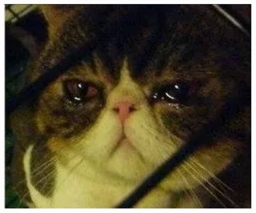 Crying cat Blank Meme Template
