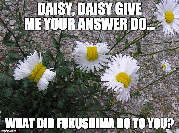 DAISY, DAISY GIVE ME YOUR ANSWER DO... WHAT DID FUKUSHIMA DO TO YOU? | made w/ Imgflip meme maker