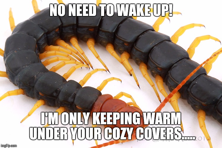 NO NEED TO WAKE UP! I'M ONLY KEEPING WARM UNDER YOUR COZY COVERS..... | image tagged in memes | made w/ Imgflip meme maker