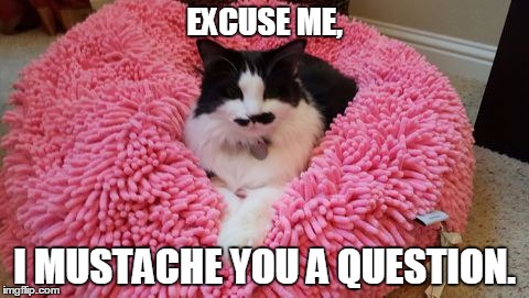 Mustache cat has a question | EXCUSE ME, I MUSTACHE YOU A QUESTION. | image tagged in mustache cat,cat,mustache | made w/ Imgflip meme maker