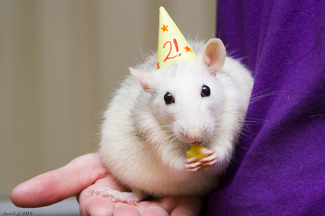 High Quality Birthday Rat Blank Meme Template