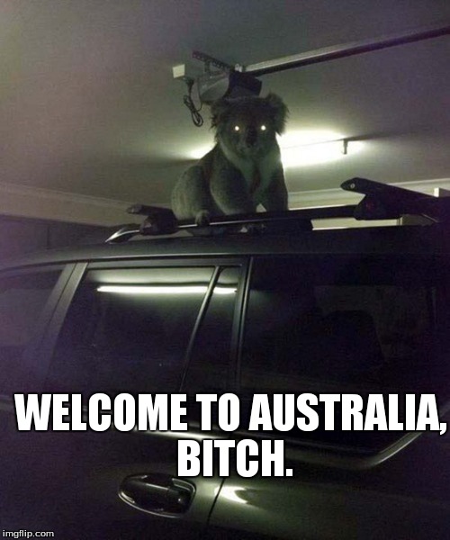 ..and apparently they carry chlamydia. | WELCOME TO AUSTRALIA, B**CH. | image tagged in koala,welcome,australia | made w/ Imgflip meme maker